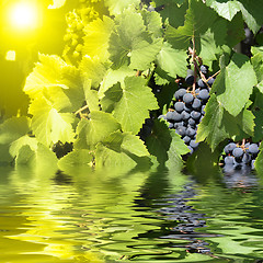 Image showing blue grapes in summer