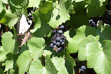 Image showing ripe grapes