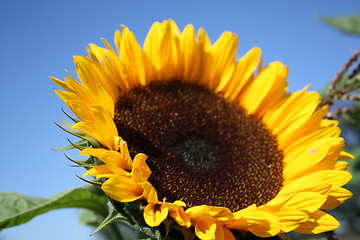 Image showing beautiful sunflower 