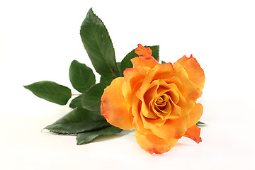 Image showing rose