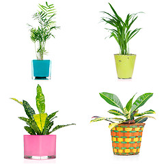 Image showing Set of houseplants