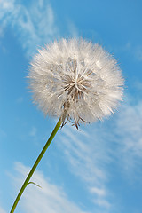 Image showing Dandelion against blue sky