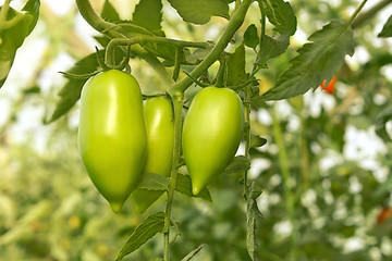 Image showing Green tomatoes in greenhouse