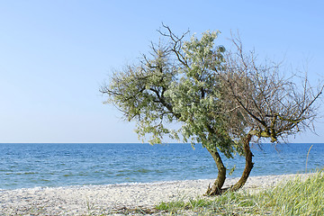 Image showing Lonely tree on the seashore