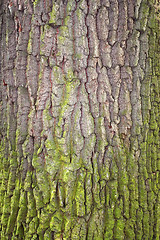 Image showing Bark covered with moss