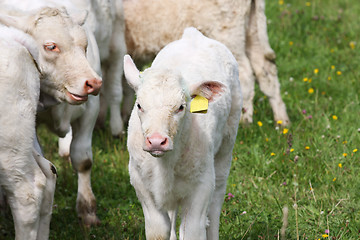 Image showing White Calf