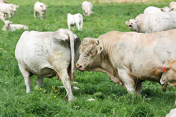 Image showing White cow and bull