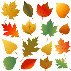 Image showing Autumn leaves