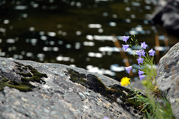 Image showing Flowers in coastline