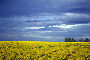 Image showing yellow field