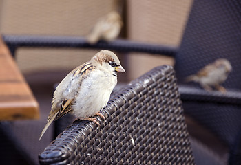 Image showing Beautiful bird sparrow sits on outdoor cafe chair 