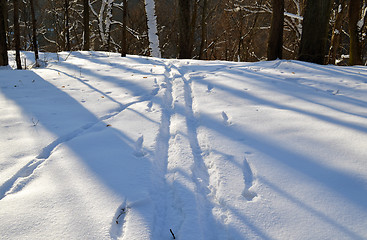 Image showing Ski tracks marks in winter park snow among trees  