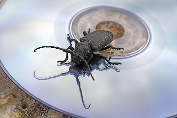 Image showing The black bug on a laser disk