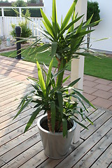 Image showing Yucca-palm