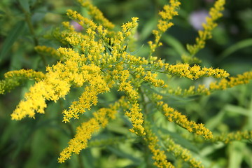 Image showing Yellow wild flowers