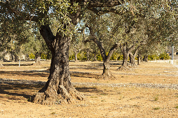 Image showing Olive plantation