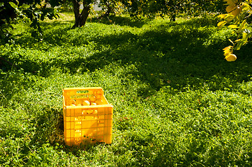 Image showing Lemon harvest