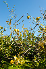 Image showing Frost damage