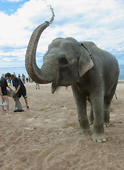 Image showing The Bathing elephants 2