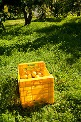 Image showing Lemon plantation