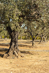 Image showing Olive trees