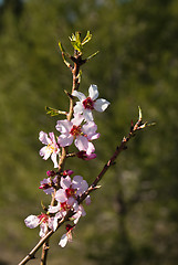 Image showing Almond tree branch