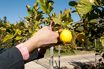 Image showing Harvesting lemons