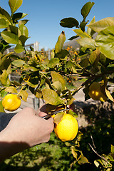 Image showing Picking lemons