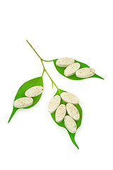 Image showing Natural supplement pills and fresh leaves