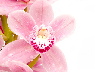 Image showing Pink Orchid