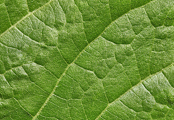 Image showing Leaf of plant surface background