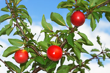 Image showing Red plum fruits