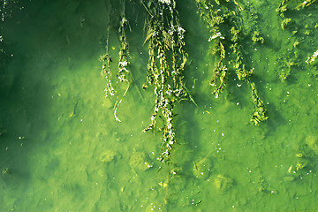 Image showing River bottom