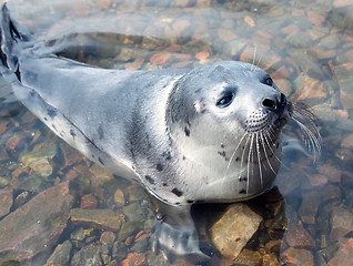 Image showing Harp seal  (Pagophilus groenlandicus)