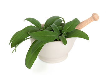 Image showing Sage Herb  