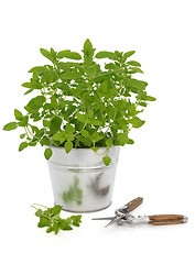 Image showing Marjoram Herb Plant