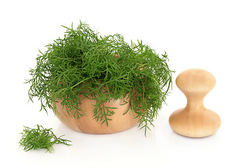 Image showing Fennel Herb