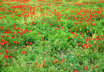 Image showing Field of poppies. Cyprus