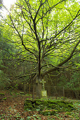 Image showing Calvary in the deep forest