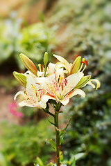 Image showing yellow lily in bloom