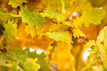 Image showing autumn colors of oak leaves 