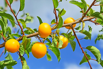 Image showing Yellow plum fruits