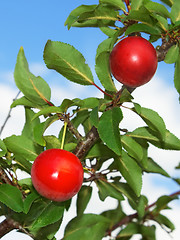 Image showing Plum fruits