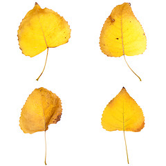 Image showing Four fall leaves