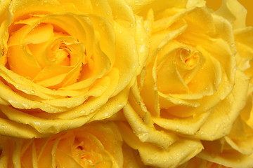Image showing yellow rose petals with drops close-up