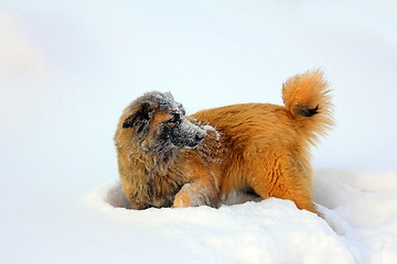 Image showing Caucasian Shepherd dog in snow