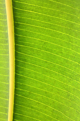 Image showing rubber plant green leaf with veins macro