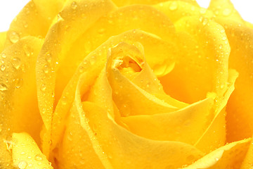 Image showing yellow rose with drops close-up