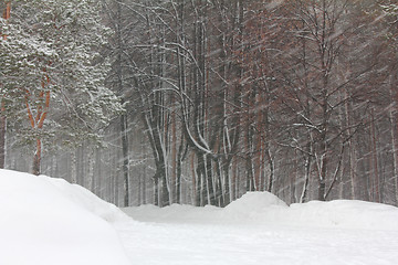 Image showing blizzard in winter park