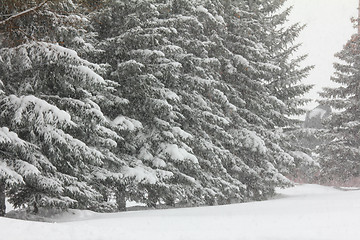 Image showing firs and snofall